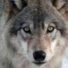 slavianwolf