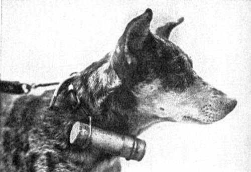 Собаки Русской армии на передовой Первой Мировой Войны