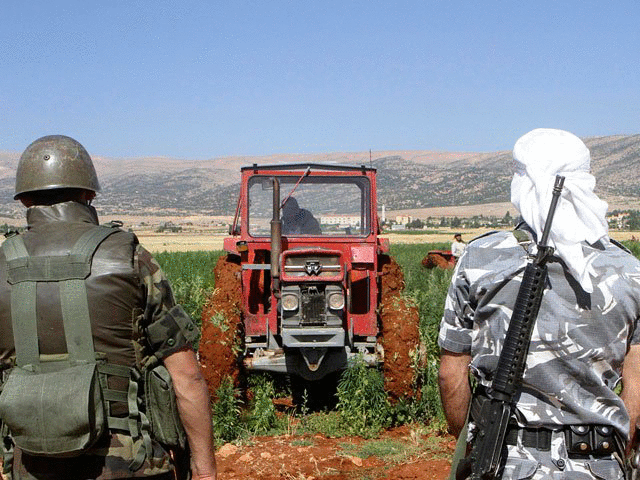Ливанские фермеры отвоевали у армии поля конопли