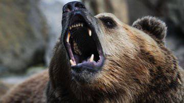 Русский медведь сердится неспроста ("Rebelion", Испания)