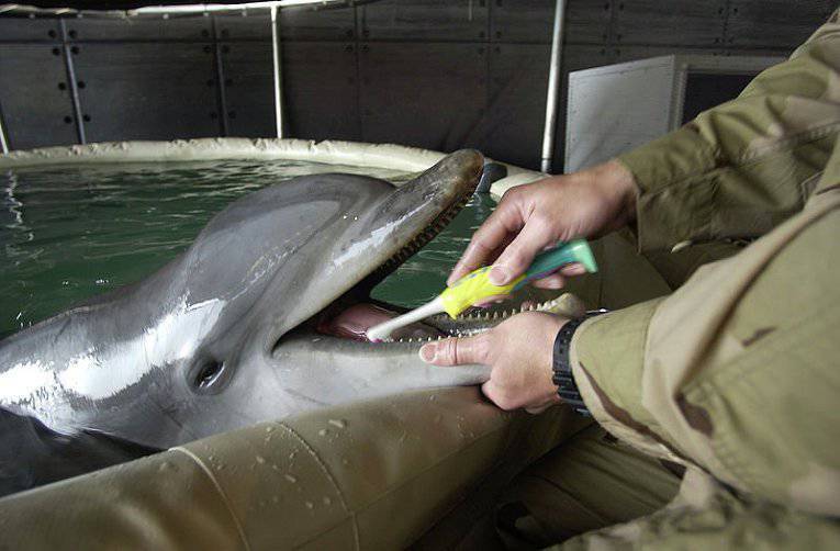 Источник: на Черноморском флоте проведено первое учение с дельфинами