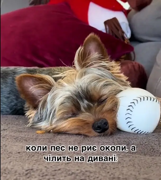 En las redes sociales se difunden vídeos cómicos sobre los ucranianos. «Perros Dodgers»