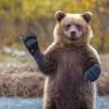Rosyjski niedźwiedź