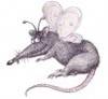 ذبابة الفئران