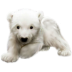 vit björn
