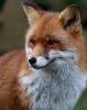Sedulur Fox