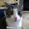 Cat_Kuzya