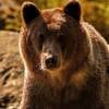 Russian Bear_2
