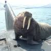 walrus slagtand