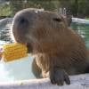 Capybara67