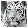 λευκή τίγρης