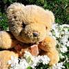 beruang teddy
