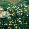 Máy cắt cỏ hoa cúc