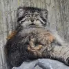 Енот-потаскун
