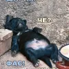 Николайку