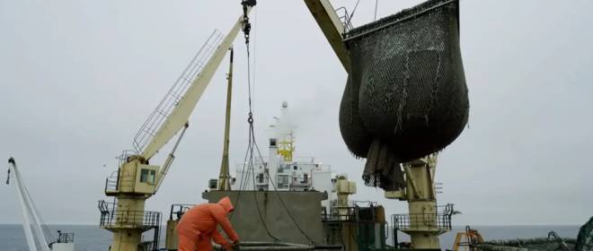 Россия начала поставки рыбы в Бразилию