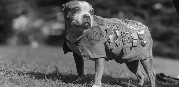 Stubby - American hero of the First World War