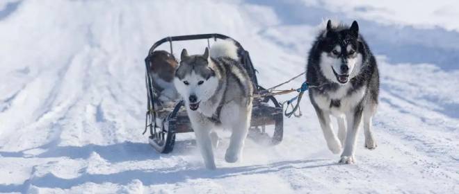 Дания: Мы потратили миллиарды на оборону Гренландии,  а не одну собачью упряжку