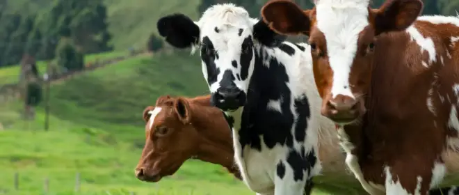 «Много претензий»: Глава минсельхоза Новосибирской области отправлен в отставку