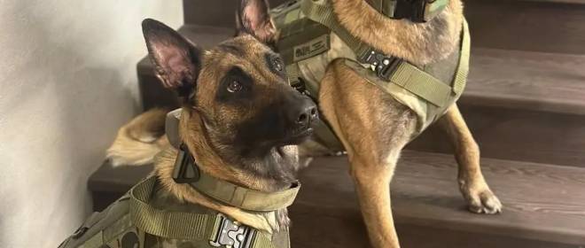 Средства защиты для служебных собак