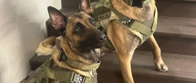 Sprzęt ochronny dla psów służbowych