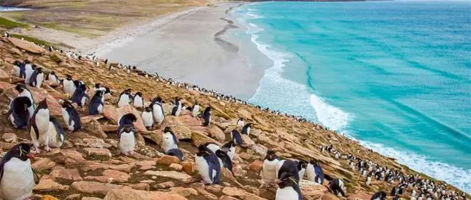 «Драка двух лысых за расчёску» — острова на краю света