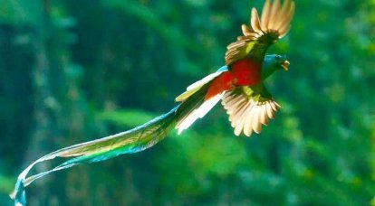Conquistadors et Aztèques: quand les plumes sont plus précieuses que l'or! (deuxième partie)