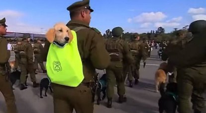 चिली में बैकपैक में पिल्लों के साथ एक सैन्य परेड हुई