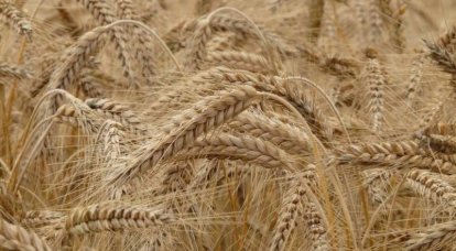 Putin ha annunciato un raccolto record di grano in Russia quest'anno
