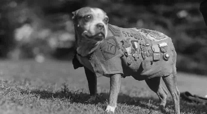 Stubby - American hero of the First World War