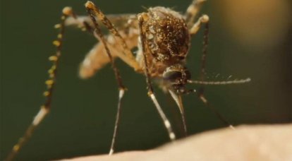 Arma letal indireta: programa agrícola para insetos DARPA