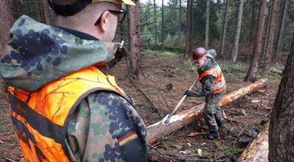 Tropas do Bundeswehr transferidas para combater o besouro da casca