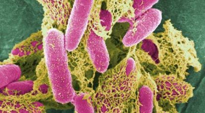 실험실에서 생성 된 E.coli 치명적 감염