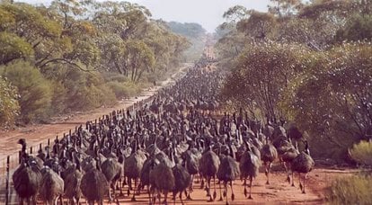The Great Emu War. How to lose the war to the birds