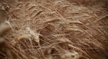 La RPC ha rifiutato di acquistare grano ucraino a causa della sua bassa qualità