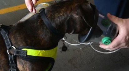 Dans les armées d'Israël et de la Grande-Bretagne, les chiens d'assistance tentent d'enseigner comment identifier les patients atteints de coronavirus par l'odeur