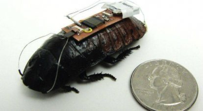 미국 과학자들은 바퀴벌레를 "훈련"시킨다.