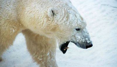 Sobre ursos polares, cérebros cinzentos e provocações na Internet