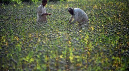 Производство афганского опиума в этом году вырастет на 61 процент