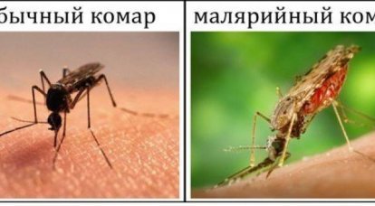 Mosquitoes against people: we are killed, we survive