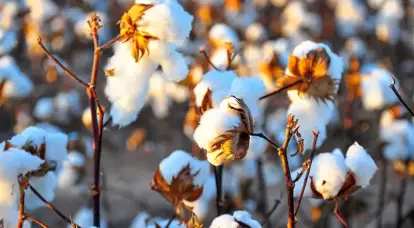 ¿Había algodón? El pesado legado soviético de la industria ligera rusa
