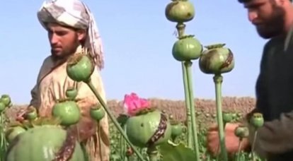 Афганское движение «Талибан» запретило выращивание опиумного мака на территории страны