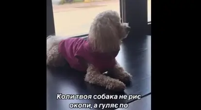 Sui social network si stanno diffondendo video comici sui "dog dodgers" ucraini.