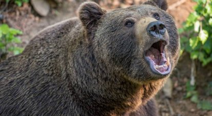 Американский охотник нетрадиционной ориентации и классический русский медведь