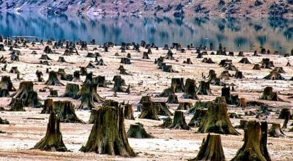 Захват кругляка: Правда ли, что Китай лишает нас леса?