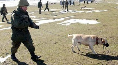 E sobre animais ... No Distrito Militar do Sul, cães do serviço de busca de minas