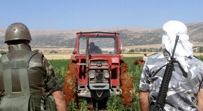 레바논 농민들이 대마 장을 정복했다.