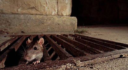 عن الفئران في أقبية الكرملين