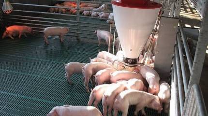 Показаны кадры «приземления» в навоз украинского флага, запущенного над ДНР в день выборов