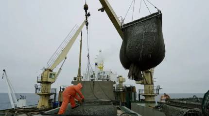 Россия начала поставки рыбы в Бразилию